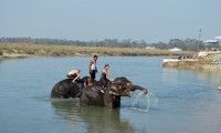 Bardia Jungle Safari Tour