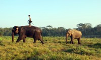 Bardia Jungle Safari Tour