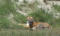 Bardia National Park Jungle Safari Tour