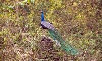 Koshi Tappu Safari Eastern Nepal