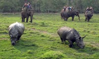 Chitwan Jungle Safari Tour