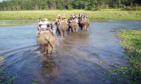 Chitwan Jungle Safari Tour