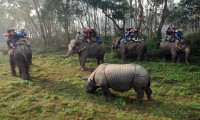 Chitwan Jungle Day Safari Tour
