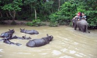 Chitwan Jungle Day Safari Tour