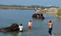 Chitwan Jungle Day Safari Tour