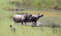 Bardia National Park Jungle Safari Tour