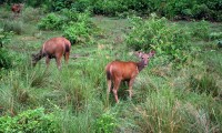 2 Night 3 Days Jungle Safari in Chitwan Nepal