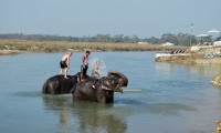 Ghorepani Poon Hill and Chitwan