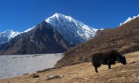 Langtang and Ganja-La Pass Trek