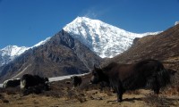 Ghatlang Village and Langtang Trek