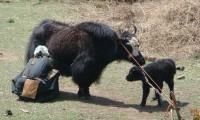 Helambu and Chitwan Jungle Safari