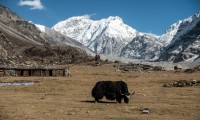 Kanchenjunga North Base Camp Trekking