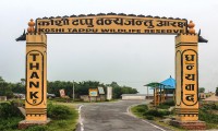 Koshi Tappu wildlife Safari Nepal