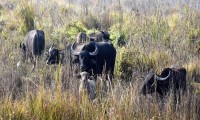 Koshi Tappu wildlife Safari Nepal