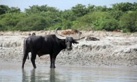 Koshi Tappu wildlife Safari Nepal