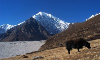 Langtang and Helambu Trekking