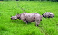 Chitwan Jungle Safari Nepal