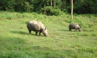 Bardia National Park Jungle Safari Tour