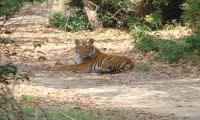 Bardia National Park Jungle Safari Tour