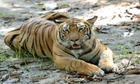 Bardia National Park Jungle Safari Tour