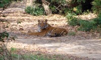 Chitwan Jungle Safari Nepal