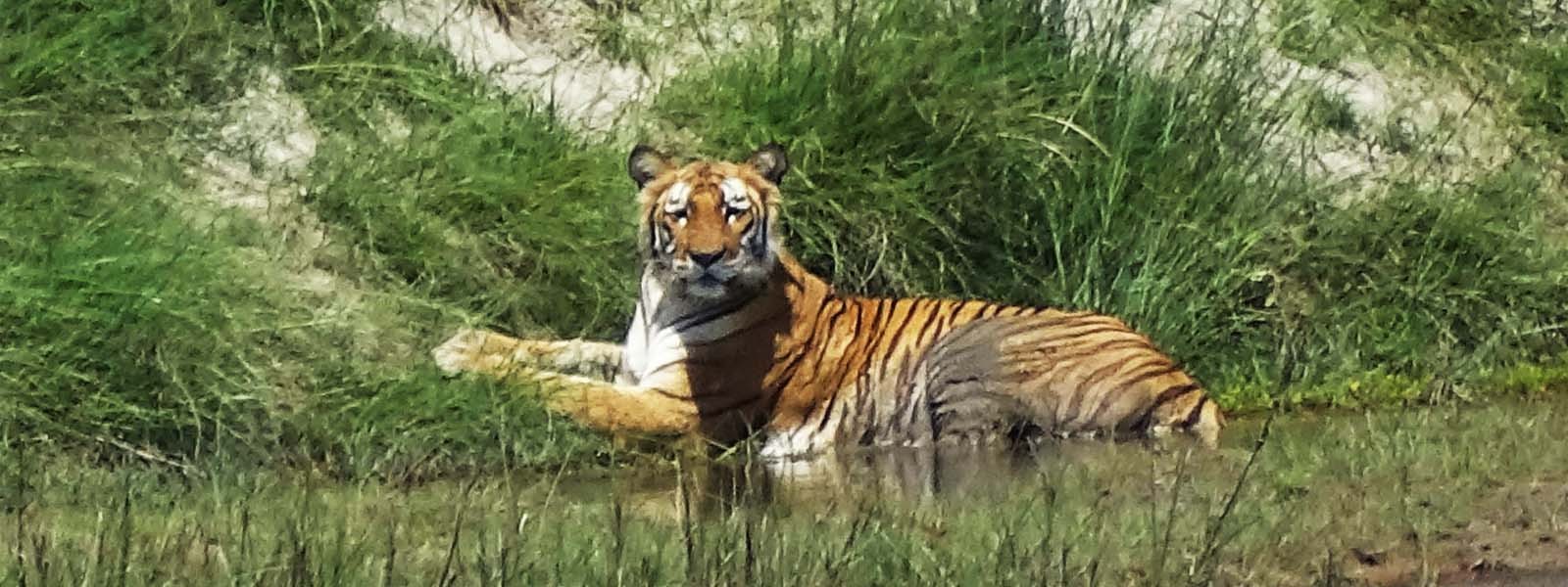 Bardiya Jungle Nepal