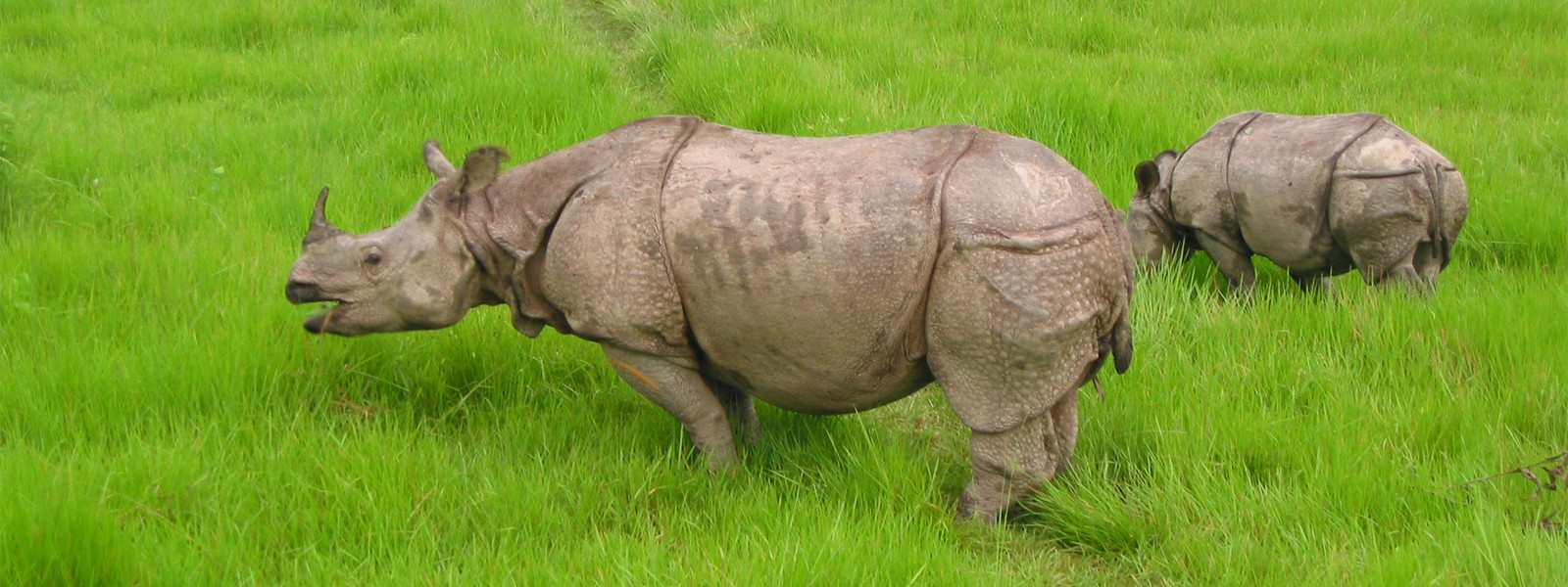 Helambu Trek with Chitwan Jungle Safari Tour