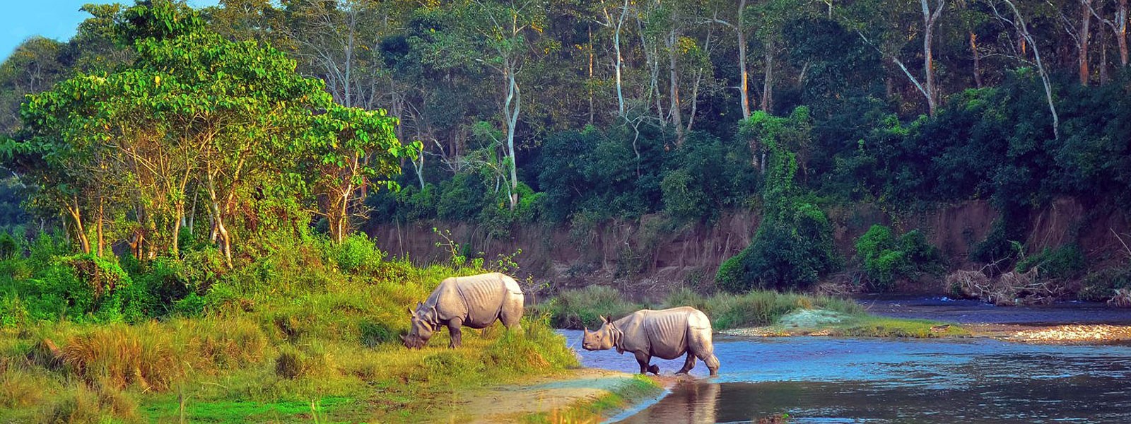 Jungle Safari Tour in Nepal