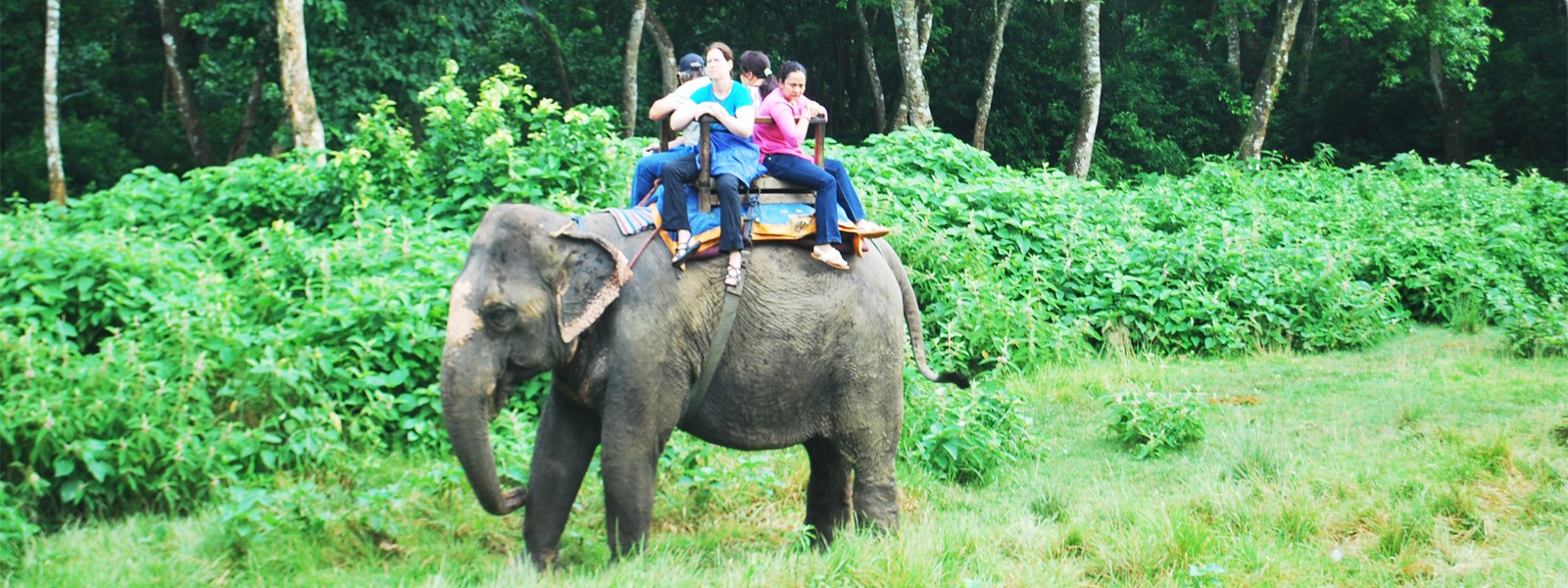 Jungle Safari in Nepal