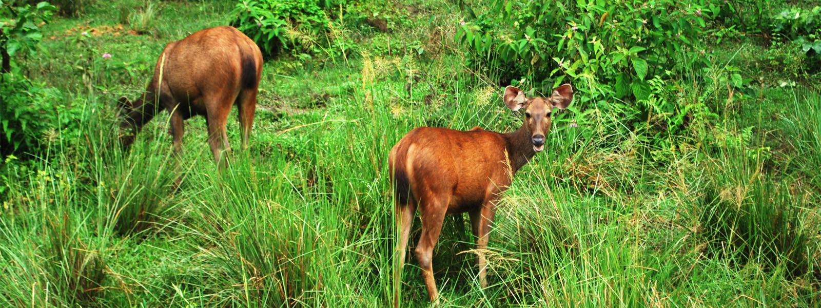 Nepal Jungle Safari