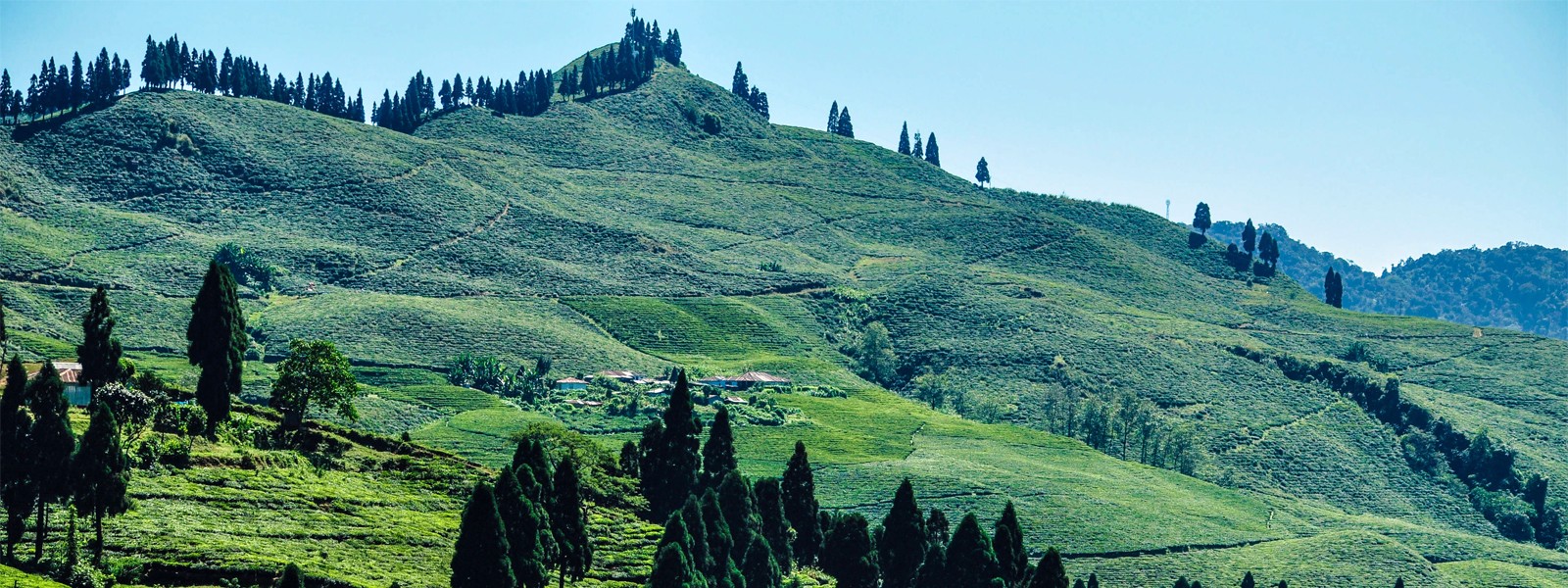 Kanchenjunga Base Camp Trek with Kanyam Tea