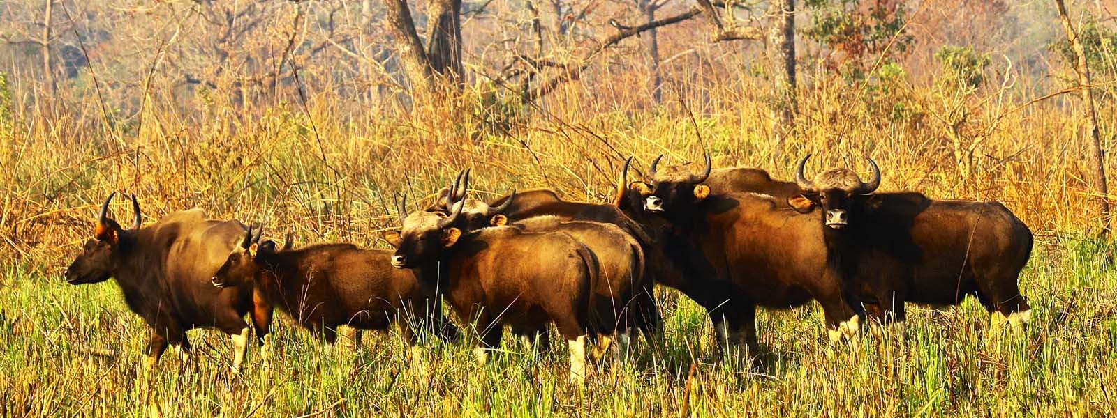 Koshi Tappu Jungle Safari