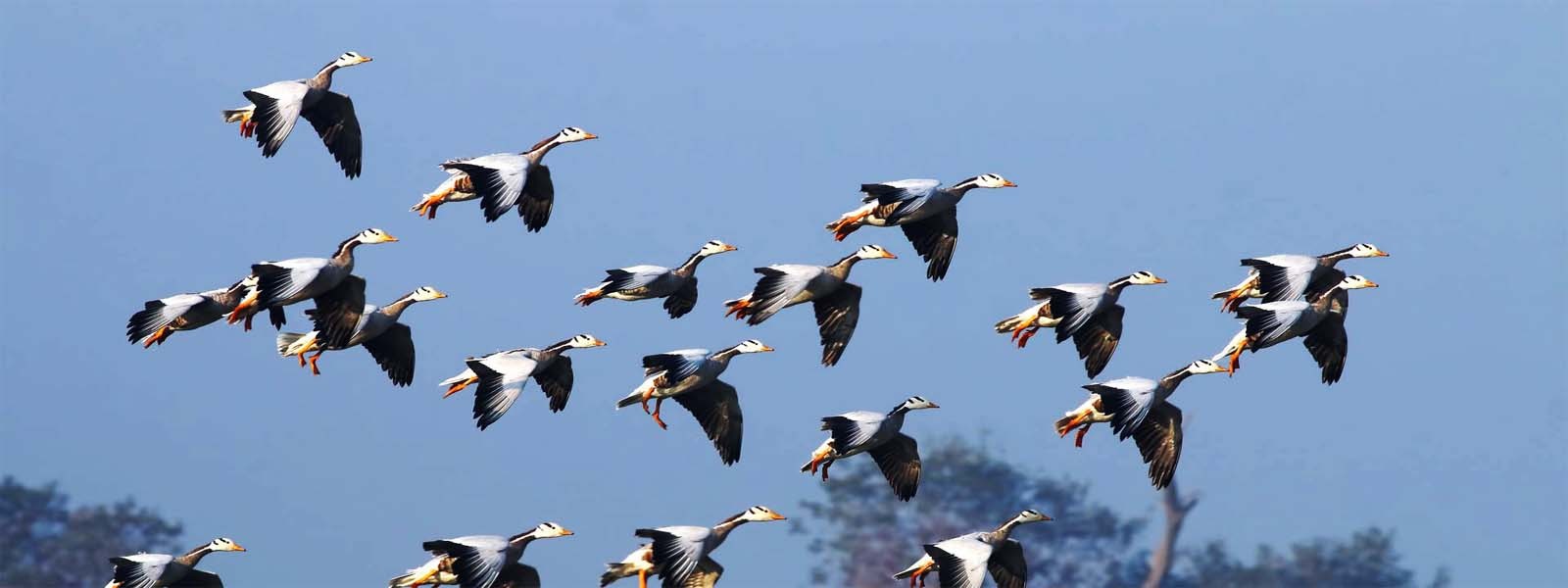 Koshi Tappu wildlife Bird